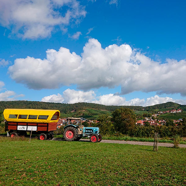 Erlebnistour des Weingut Weiberles